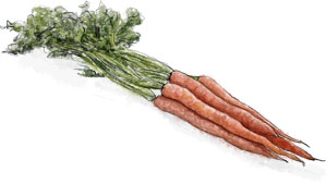 Recipe illustration of carrots for carrot cake recipe