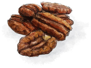 Illustration of pecans for pecan cookie recipe for Thanksgiving