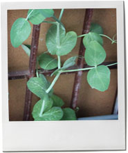 Healthy thriving pea plant photo for a summer pea risotto recipe