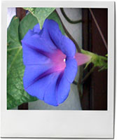 Purple flower for urban garden recipe post