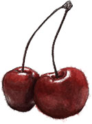cherry illustration for cherry mojito recipe