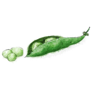 Fresh Garden Pea Pod illustration