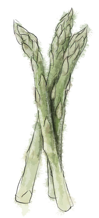Asparagus Asparagus