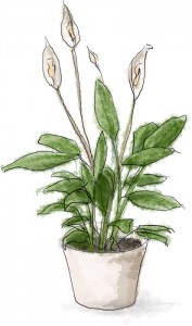 Ikea Peace Lily Illustration