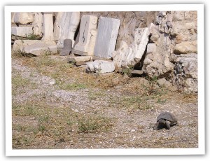 Tortoise in Athens