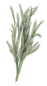 Tarragon Sprig of Tarragon