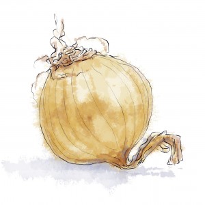 Illustrated Yellow Onion