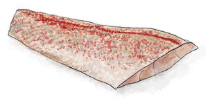 Illustrated Red Snapper Fillet for Recipe