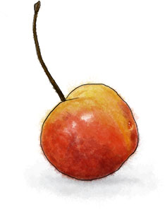 Yellow Cherry Illustration for bourbon cherry recipe