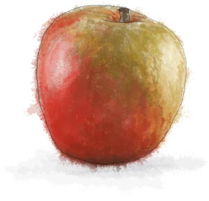 Recipe illustration of an apple for an apple salad with camembert dressing