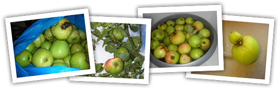 Apple photos for apple salad recipe