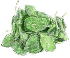 Baby spinach illustration for easy t-bone steak and spinach recipe Baby spinach illustration for easy t-bone steak and spinach recipe