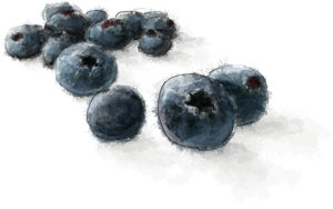 Blueberry illustration for easy flag cake recipe