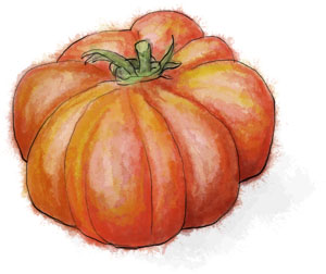 Heirloom tomato illustration for salad recipe