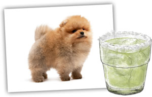 Mean margarita and a meaner pomeranian