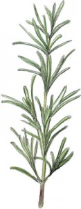 Illustration of rosemary for perfect roast lamb recipe