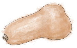 Illustrated butternut squash for rigatoni recipe