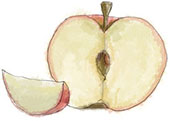 Apple illustration for apple cider hot toddie recipes for Guy Fawkes