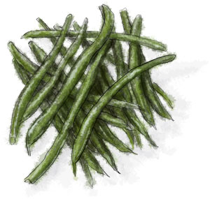 Green beans illustration for recipe