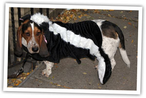 Photo of a Halloween Dog dressed as a skunk