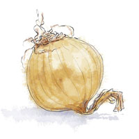 Yellow onion illustration for green pea risotto recipe