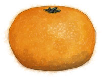 Tangerine illustration for clementine cake recipe for Christmas