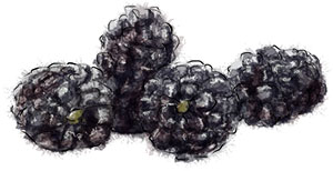Blackberries for blackberry apple crumble