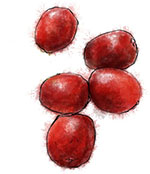 Cranberries illustration for cranberry and camembert recipe