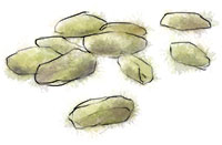 Illustration of pistachios for pistachio cupcake recipe