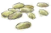 Illustration of Pistachios Illustration of pistachios for pistachio cupcake recipe