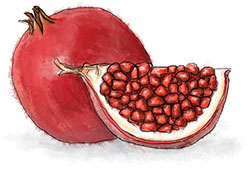 Pomegranate illustration for cous cous and pomegranates recipe