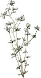 Thyme illustration for duck confit recipe Thyme illustration for duck confit recipe