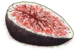Black fig illustration for aprodisiac pizza recipe