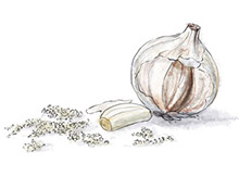Garlic illustration for easy duck confit recipe Garlic illustration for easy duck confit recipe