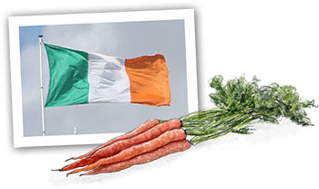 Carrots illustration for an Irish Stew recipe