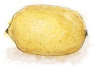 Lemon illustration for dauphinoise recipe