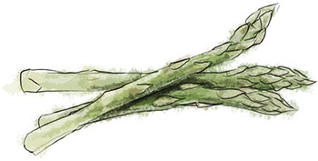 Asparagus illustration for frssh asparagus and butter lettuce salad recipe for spring