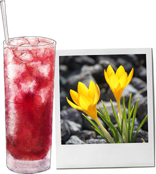 Blushing Lady cocktail illustration and a photo of narcissus for Wendesday cocktail recipe