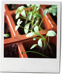 Herbs photo for butter lettuce and asparagus salad recipe