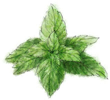 Mint illustration for limoncello fizz recipe with garlic bread