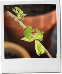 Raspberry plant photo for Spring buttter lettuce and asapragus salad recipe