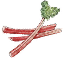 Rhubarb illustration for easy rhubarb fool recipe