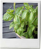 Basil leaf photo to illustrate spring pesto recipe