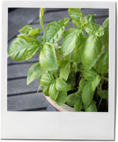 Basil leaf photo to illustrate spring pesto recipe Basil leaf photo to illustrate spring pesto recipe