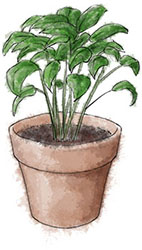 Basil illustration for the prefect mediterranean pressed sandwich for summer picnics Basil illustration for the prefect mediterranean pressed sandwich for summer picnics