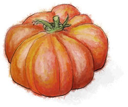 Heirloom tomato illustration for savoury puff pastry pizza recipe