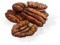 Pecan illustration for Kentucky Derby Thoroughbred pie recipe Pecan illustration for Kentucky Derby Thoroughbred pie recipe