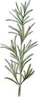 Rosemary illustration for apple cake recipes