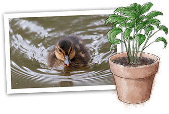 basil and ducklings illustration for spring recipes