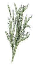 Tarragon illustration for steak and bernaise sauce recipe for last supper before the rapture